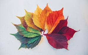 Changing leaves to represent life transition therapy and counseling